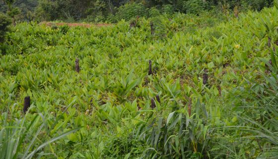 Invest in turmeric farm in province 5
