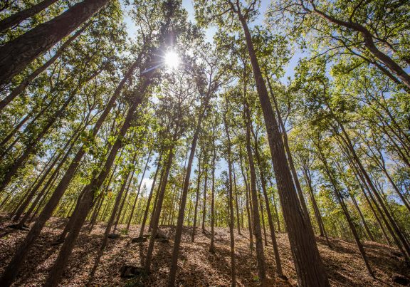 Economics of forest restoration