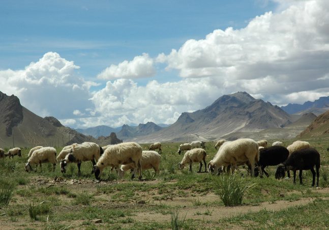 Tibet Rangelands