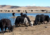 Pakistani Team Travels to China to Explore Possibilities for Strengthening Yak Value Chains in Pakistan