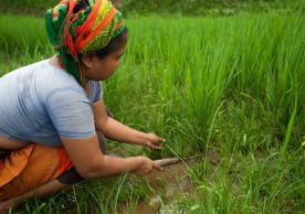 Design and development of a digital platform to support localized agriculture advisory system in Chitwan, Nepal