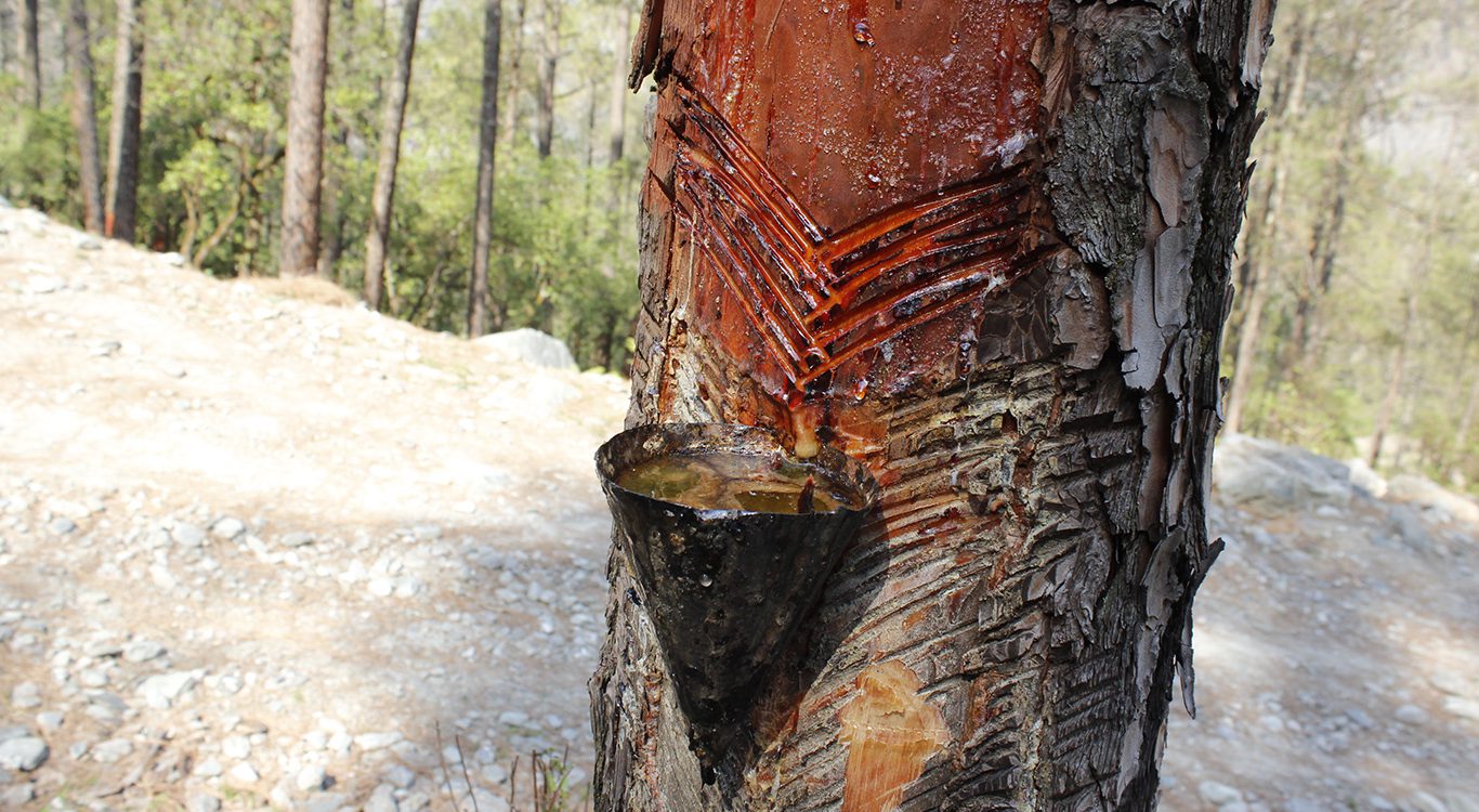 Resin, which is tapped from pine trees