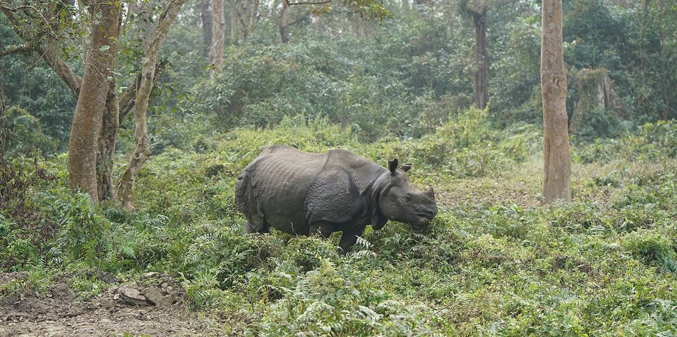 Greater one-horned rhinoceros