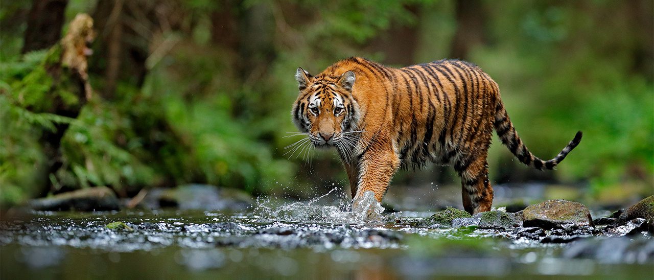 A shared landscape for tigers