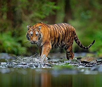 A shared landscape for tigers