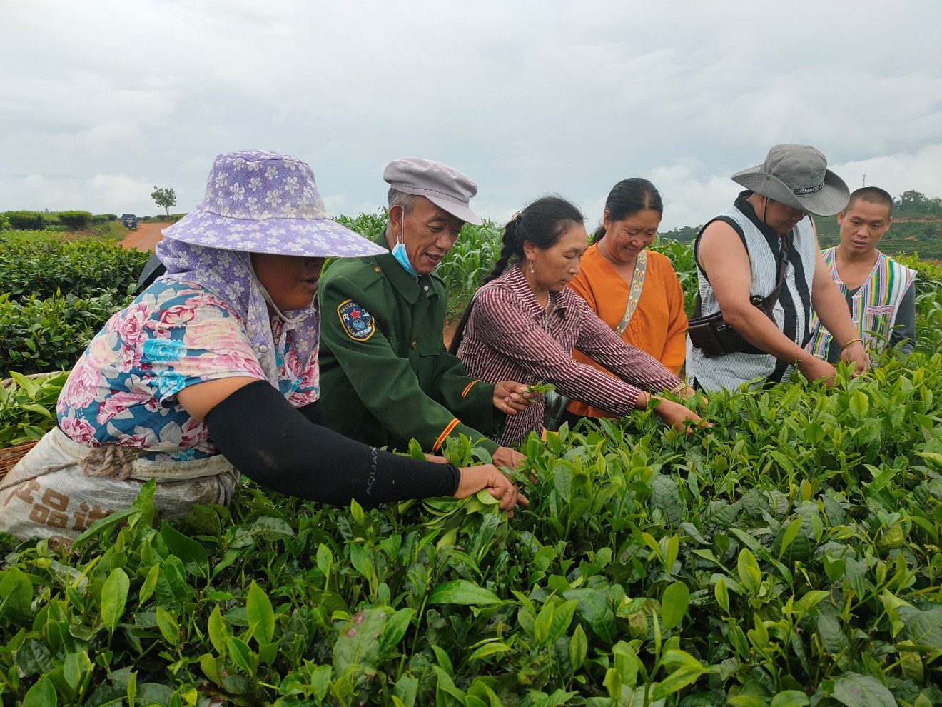 local tea farmers