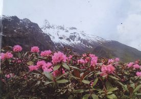 Sikkim flora