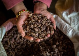 Reviving and sustaining large cardamom production