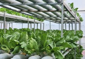 Reducing carbon emissions and eating healthy via urban vertical farming