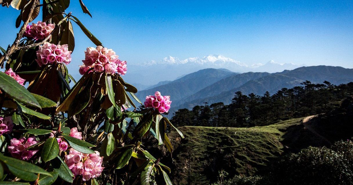 A rhododendron cluster in Panchthar,