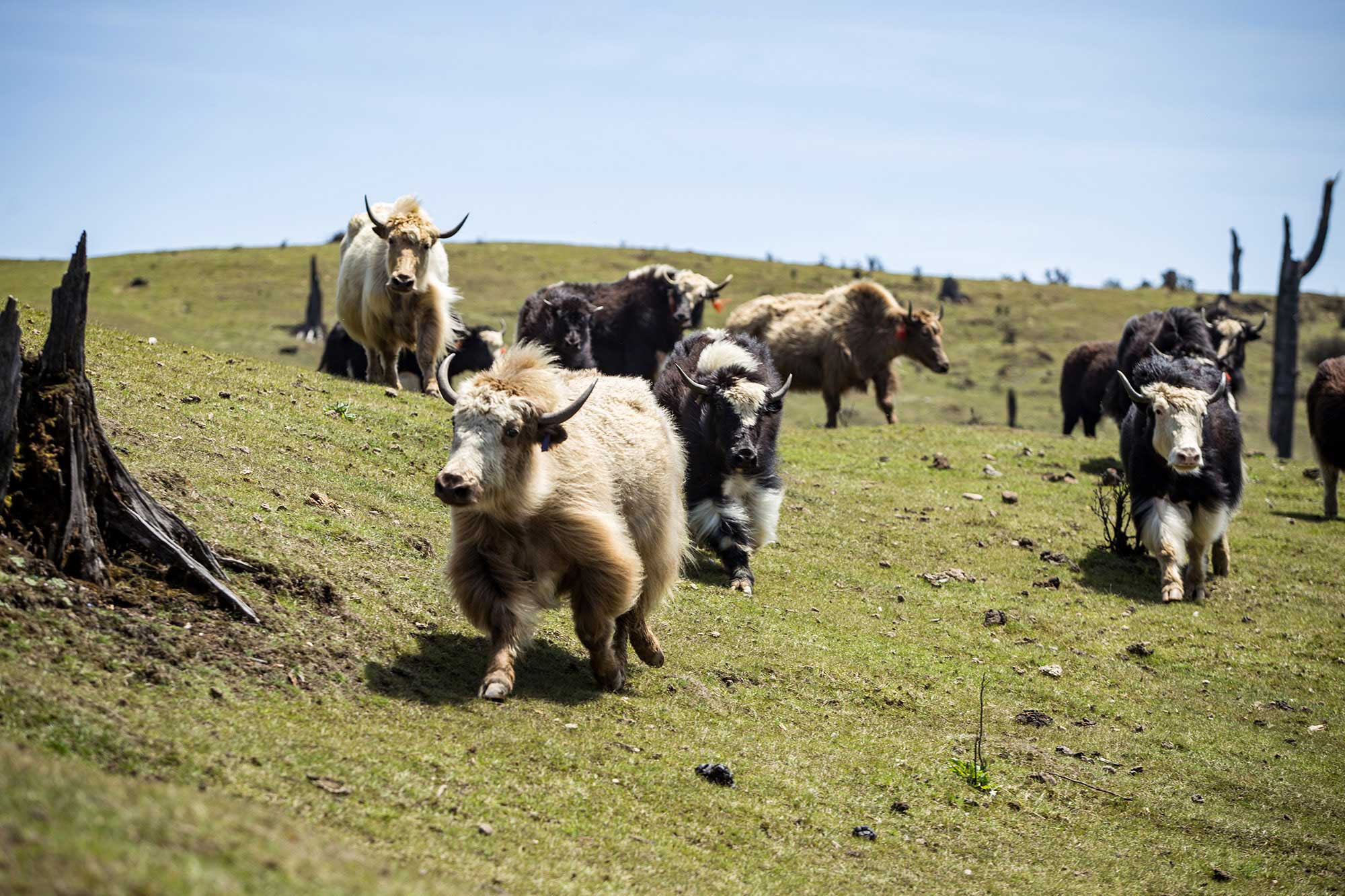 Respect for wildlife and livestock